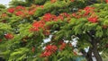 Australian Cityscape Scenery - Flowering Poinciana Tree Royalty Free Stock Photo