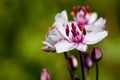 Flowering Rush Royalty Free Stock Photo