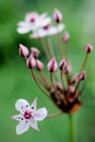 Flowering rush Royalty Free Stock Photo