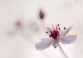 Flowering rush Royalty Free Stock Photo