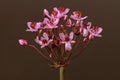 Flowering rush