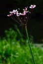 Flowering rush Royalty Free Stock Photo