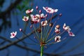 Flowering rush Royalty Free Stock Photo