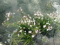 Flowering rush blossom at havel river. water plant. Royalty Free Stock Photo