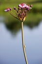 Flowering rush (butomus) and the stretch spider (tetragnatha). Royalty Free Stock Photo