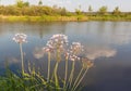 Flowering rush, Butomus umbellatus against the backdrop of the r Royalty Free Stock Photo