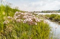 Flowering rush, Butomus umbellatus against the backdrop of the r Royalty Free Stock Photo