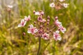 Flowering rush Butomus umbellatus close-up Royalty Free Stock Photo