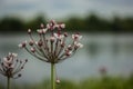 Flowering rush or Butomus umbellatus close up of flower with other flowers in background Royalty Free Stock Photo