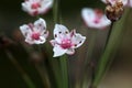 Flowering Rush (Butomus umbellatus)