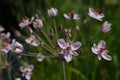 Flowering rush Butomus umbellatus Royalty Free Stock Photo