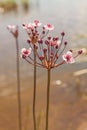 Flowering rush Butomus umbellatus close-up Royalty Free Stock Photo