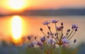 Flowering rush (Butomus umbellatus) Royalty Free Stock Photo