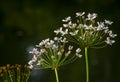 Flowering rush (Butomus umbellatus) sunset green blue reflections water river summer landscape umbrella susak Royalty Free Stock Photo