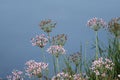 Flowering rush (Butomus umbellatus) sunset green blue background reflections water river summer landscape Royalty Free Stock Photo