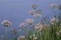 Flowering rush (Butomus umbellatus) sunset green blue background water river summer landscape umbrella susak Royalty Free Stock Photo