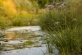 Flowering rush (Butomus umbellatus) sunset green blue reflections water river summer landscape umbrella susak Royalty Free Stock Photo