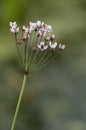 Flowering Rush Royalty Free Stock Photo