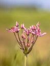 Flowering rush close up Royalty Free Stock Photo