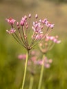 Flowering rush close up Royalty Free Stock Photo