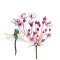 Flowering rush with dragonfly Royalty Free Stock Photo