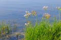 Flowering Rush or Grass Rush Butomus umbellatus on river shore Royalty Free Stock Photo