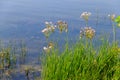 Flowering Rush or Grass Rush Butomus umbellatus on a river shore Royalty Free Stock Photo