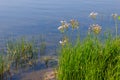 Flowering Rush or Grass Rush Butomus umbellatus on river shore Royalty Free Stock Photo