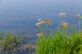 Flowering Rush or Grass Rush Butomus umbellatus on a river shore Royalty Free Stock Photo