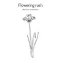 Flowering rush or grass rush. Butomus umbellatus , medicinal plant Royalty Free Stock Photo