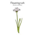 Flowering rush or grass rush. Butomus umbellatus , medicinal plant Royalty Free Stock Photo