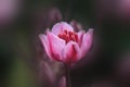 Flowering rush pink flower close-up Royalty Free Stock Photo