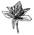 Flowering Rush vintage illustration