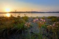 Flowering rush (Butomus umbellatus) Royalty Free Stock Photo