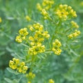 Flowering Ruta chalepensis Royalty Free Stock Photo