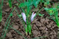 Flowering saffron plant. Harvesting crocus flowers for the most expensive spice Royalty Free Stock Photo