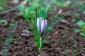 Flowering saffron plant. Harvesting crocus flowers for the most expensive spice Royalty Free Stock Photo