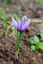 Flowering saffron plant. Harvesting crocus flowers for the most expensive spice Royalty Free Stock Photo