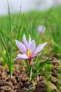 Flowering saffron plant. Harvesting crocus flowers for the most expensive spice Royalty Free Stock Photo