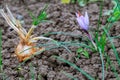 Flowering saffron plant. Harvesting crocus flowers for the most expensive spice Royalty Free Stock Photo