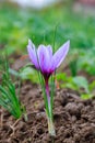 Flowering saffron plant. Harvesting crocus flowers for the most expensive spice Royalty Free Stock Photo