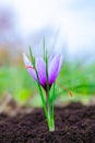 Flowering saffron plant. Harvesting crocus flowers for the most expensive spice Royalty Free Stock Photo