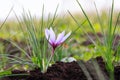 Flowering saffron plant. Harvesting crocus flowers for the most expensive spice Royalty Free Stock Photo