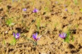 Flowering saffron plant. Harvesting crocus flowers for the most expensive spice Royalty Free Stock Photo