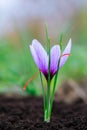 Flowering saffron plant. Harvesting crocus flowers for the most expensive spice Royalty Free Stock Photo