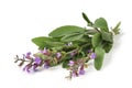 Flowering Sage Royalty Free Stock Photo