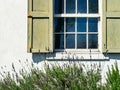 Flowering Sage outside the window Royalty Free Stock Photo