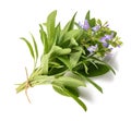 Flowering sage plants tied with a string