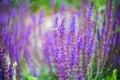 Flowering sage Salvia.