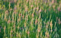 Flowering Sainfoin, Onobrychis viciifolia